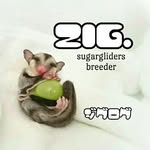 zig.heaco profile picture