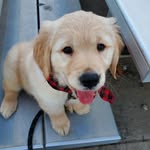 ziggybeansboneman profile picture
