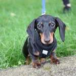 ziggypuppydust profile picture