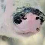 ziggythetravelingpiggy profile picture
