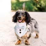 ziggythewien profile picture