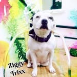 ziggytrixx profile picture