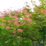 zindagi_springs profile picture