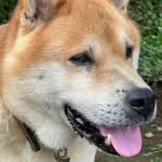 ziziyami3 profile picture