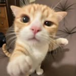 zndch_ profile picture