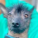 zoefruitbat profile picture
