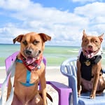 zoethepibble profile picture
