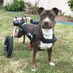 zoeythelabpit profile picture