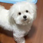 zoie.pooch profile picture