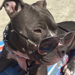 zombiethepit profile picture