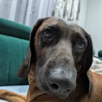 zosiasikora profile picture