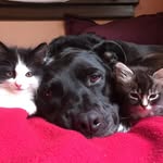 zucaskittens profile picture