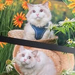 zui_cats profile picture