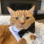 zylerthecat profile picture
