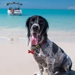 zyzzraham profile picture